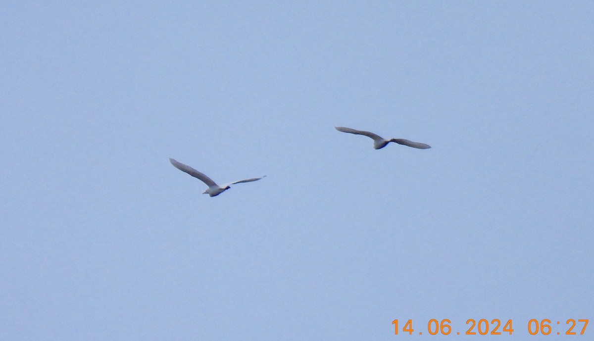 Western Cattle Egret - ML620436978