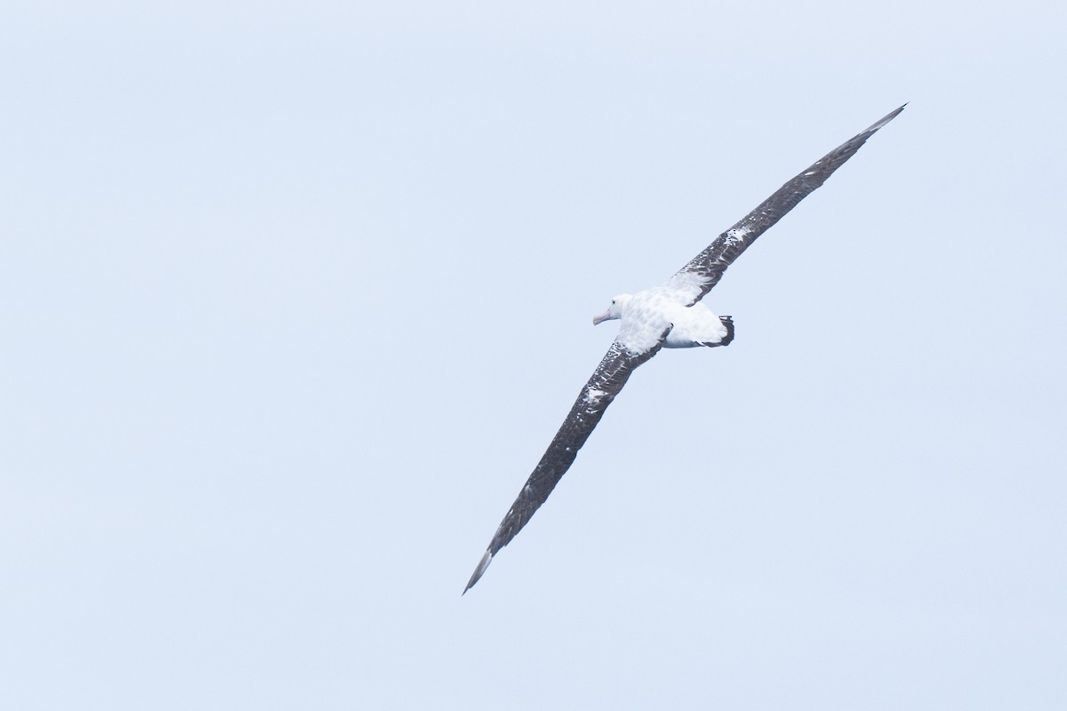 Antipodean Albatross (gibsoni) - ML620436979