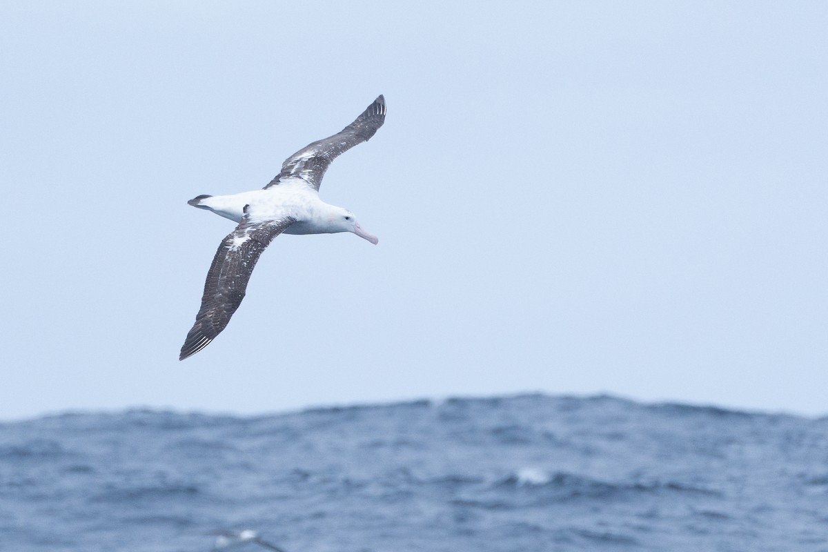 Antipodean Albatross (gibsoni) - ML620436980