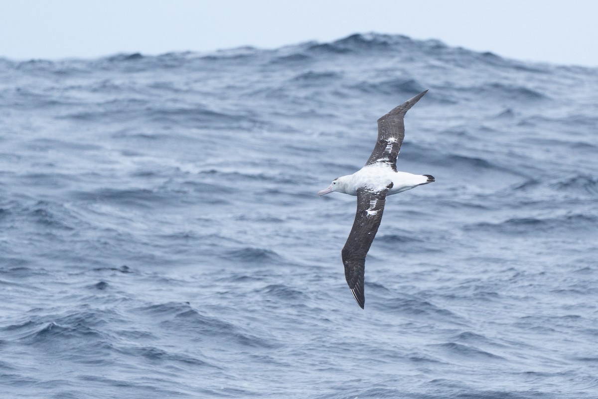 Albatros des Antipodes (gibsoni) - ML620436981