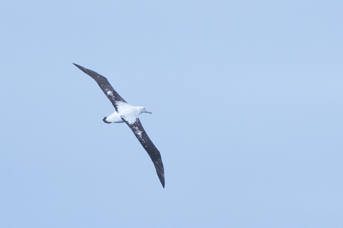 Antipodean Albatross (gibsoni) - ML620436982
