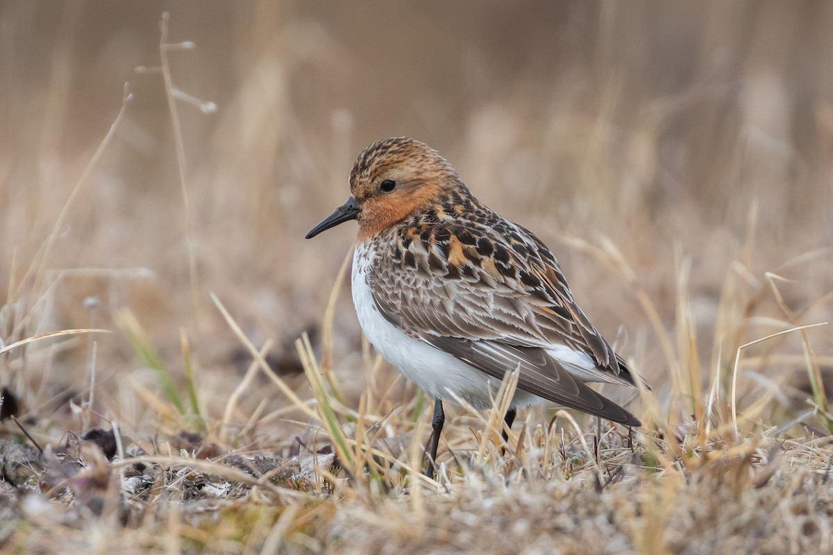 rødstrupesnipe - ML620436984