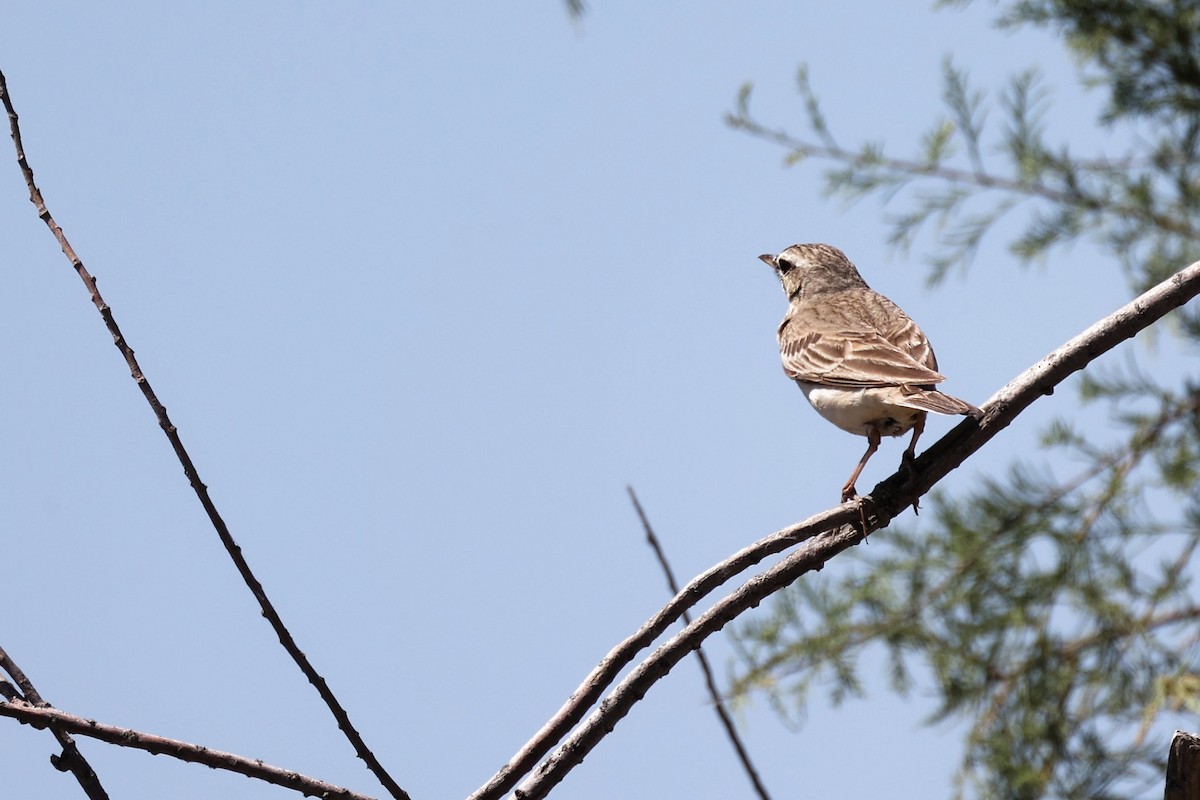 Tawny Pipit - ML620436986