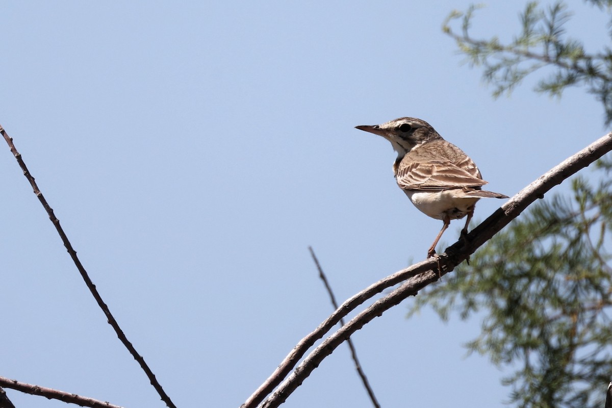 Tawny Pipit - ML620436990