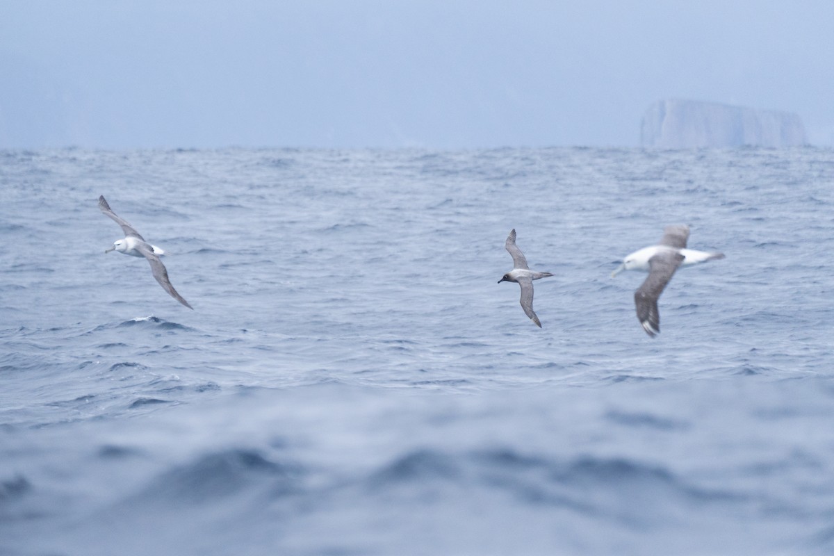 Light-mantled Albatross - ML620436992