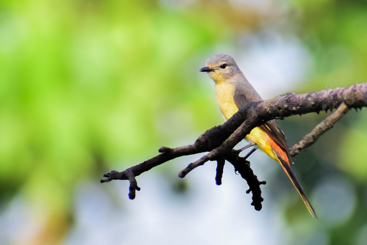 Small Minivet - ML620436994