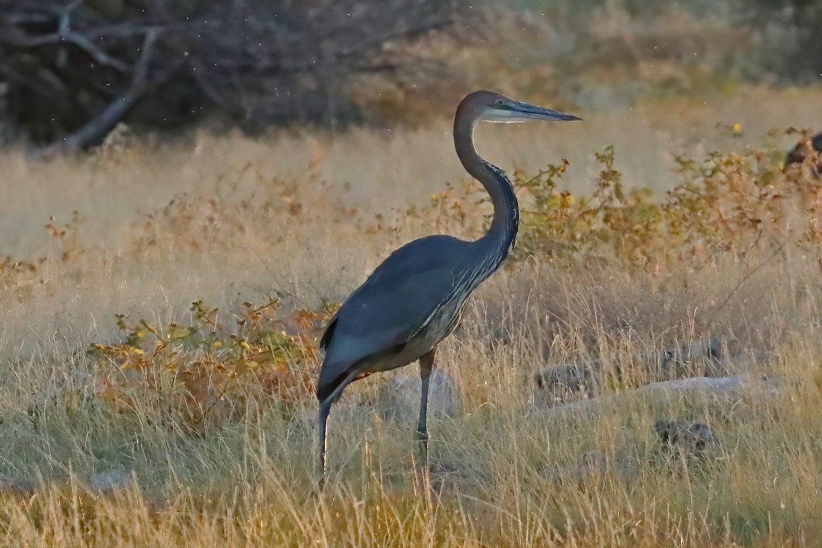 Black-headed Heron - ML620436996