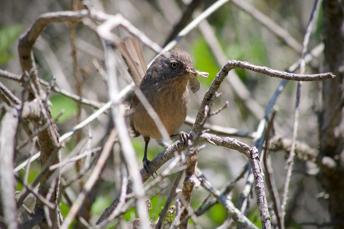 Wrentit - ML620436997