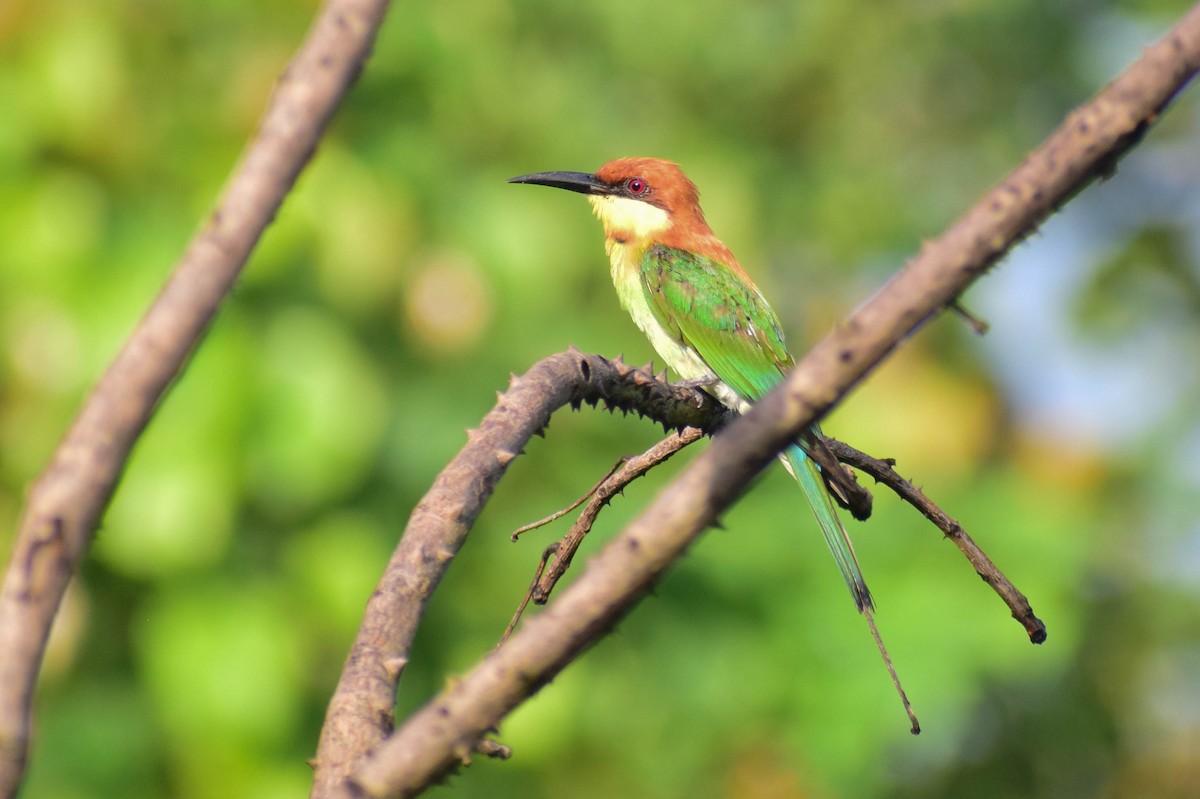 Chestnut-headed Bee-eater - ML620436998