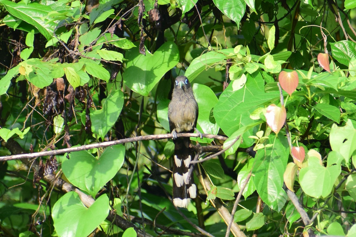 Blue-faced Malkoha - ML620437000