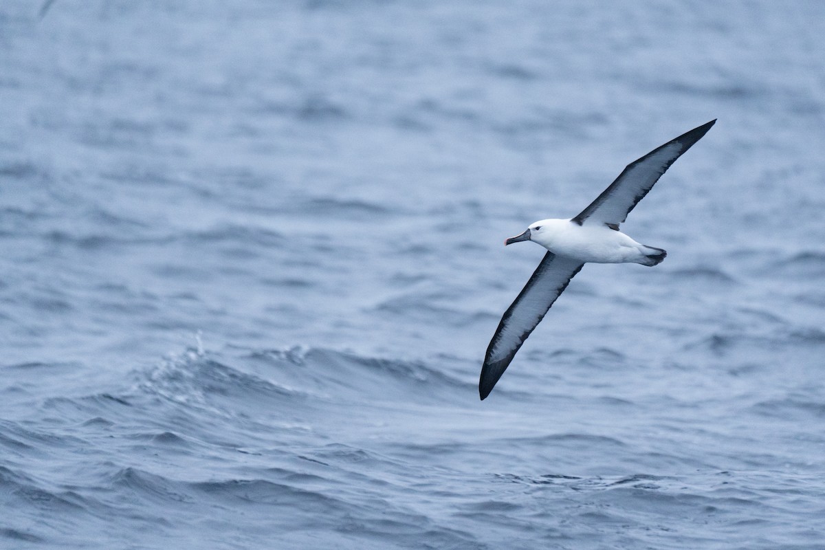 Indian Yellow-nosed Albatross - ML620437002