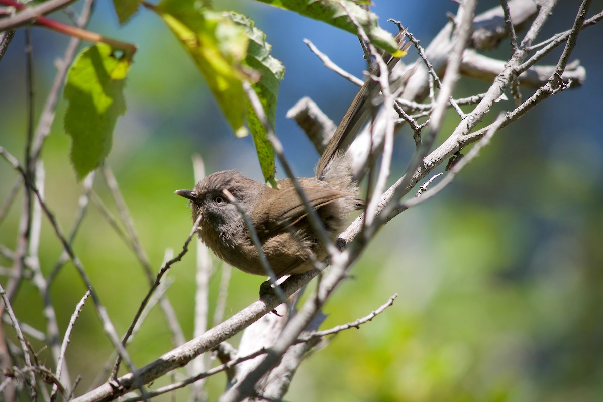 Wrentit - ML620437007