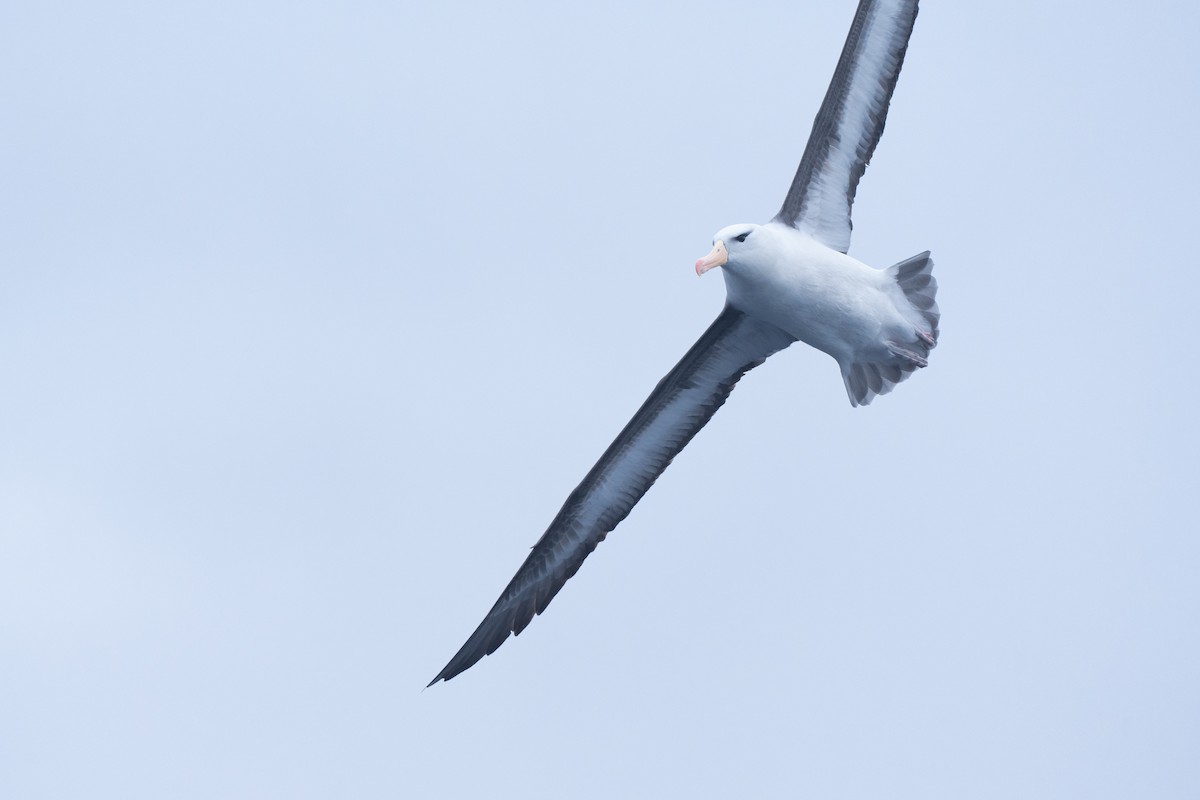 Albatros Ojeroso (melanophris) - ML620437009