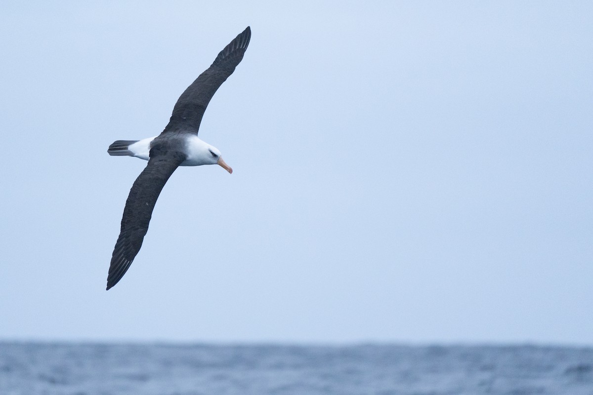 albatros černobrvý (ssp. impavida) - ML620437011