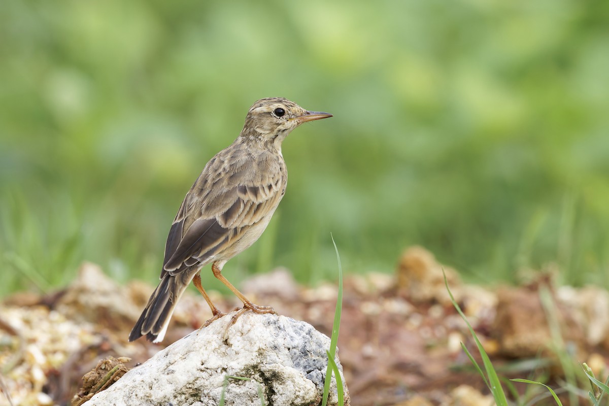 Paddyfield Pipit - ML620437013