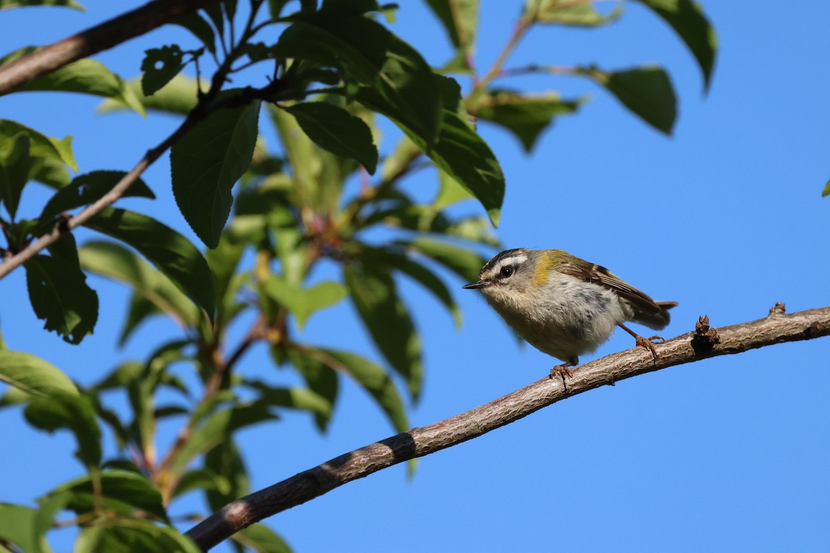 Common Firecrest - ML620437015