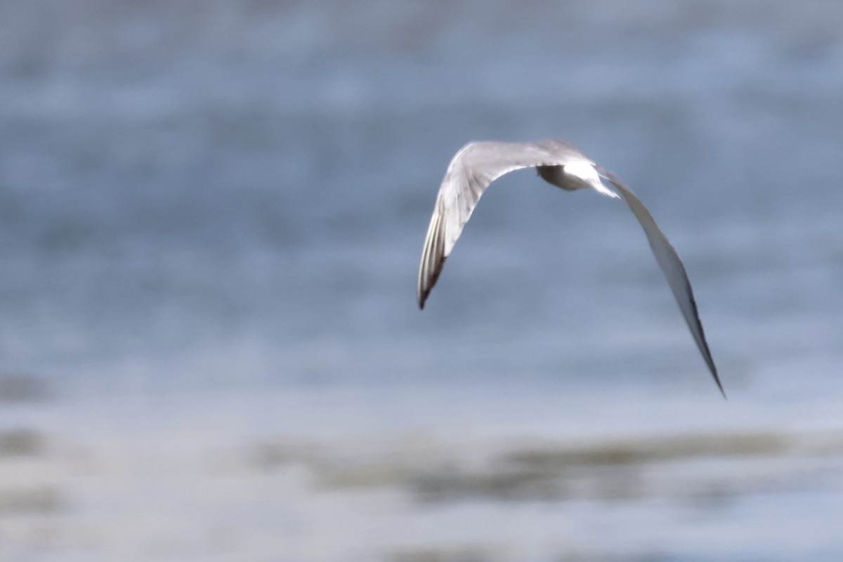 Common Tern - ML620437027