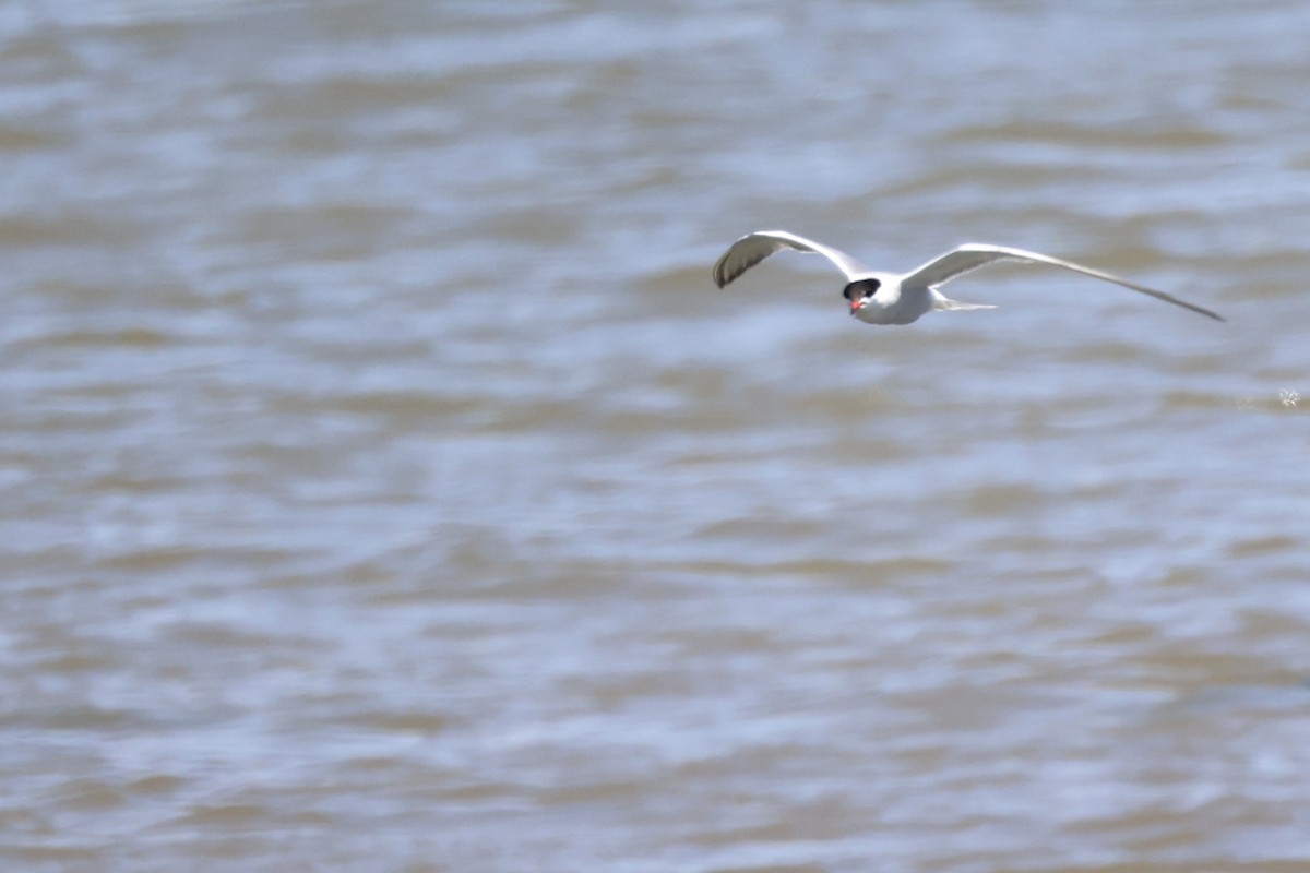 Common Tern - ML620437028