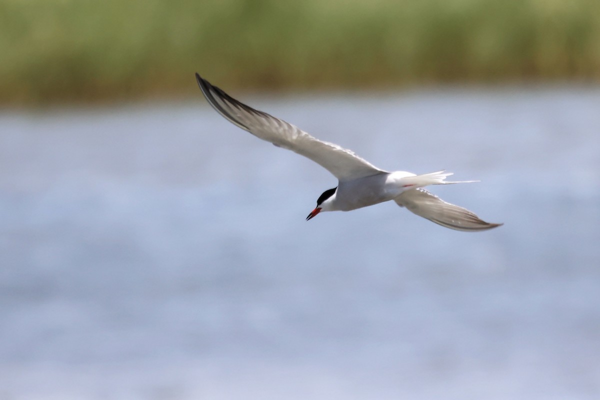 Common Tern - ML620437029