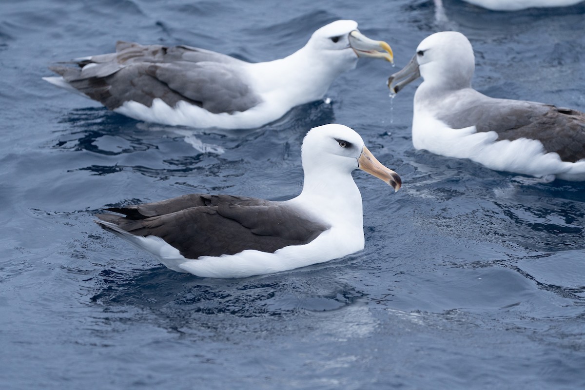 Black-browed Albatross (Campbell) - ML620437030