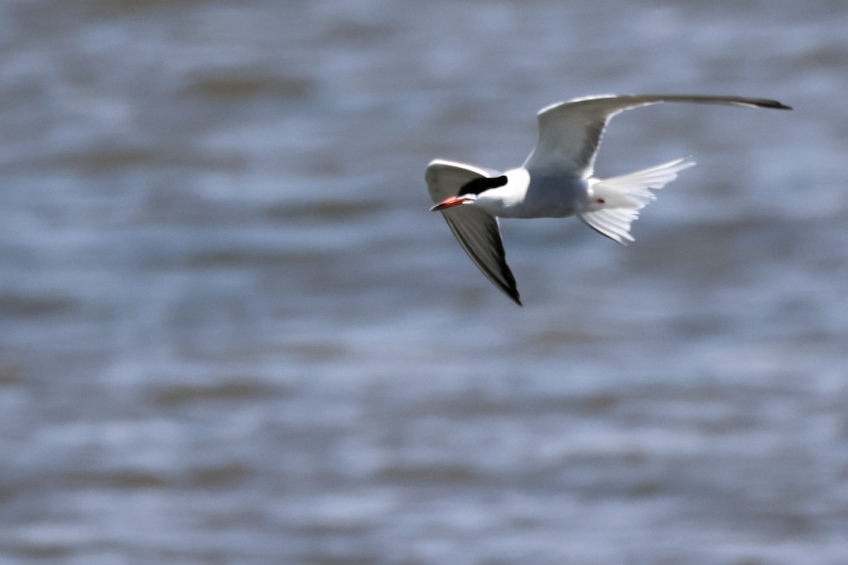 Common Tern - ML620437031