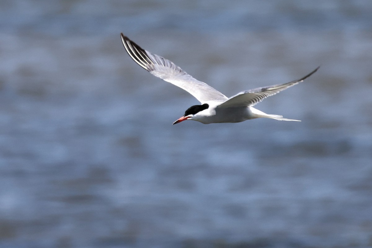 Common Tern - ML620437033