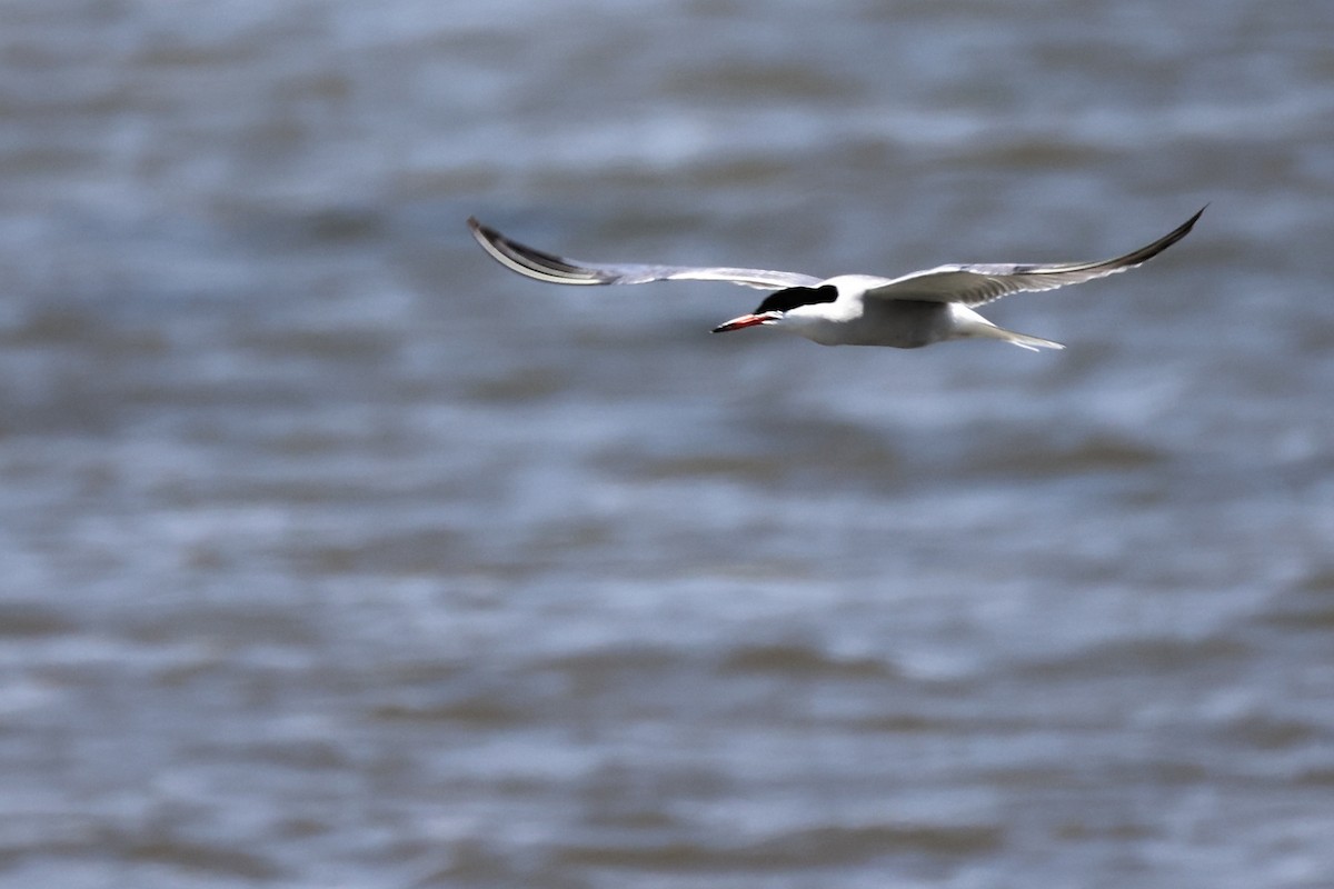 Common Tern - ML620437034