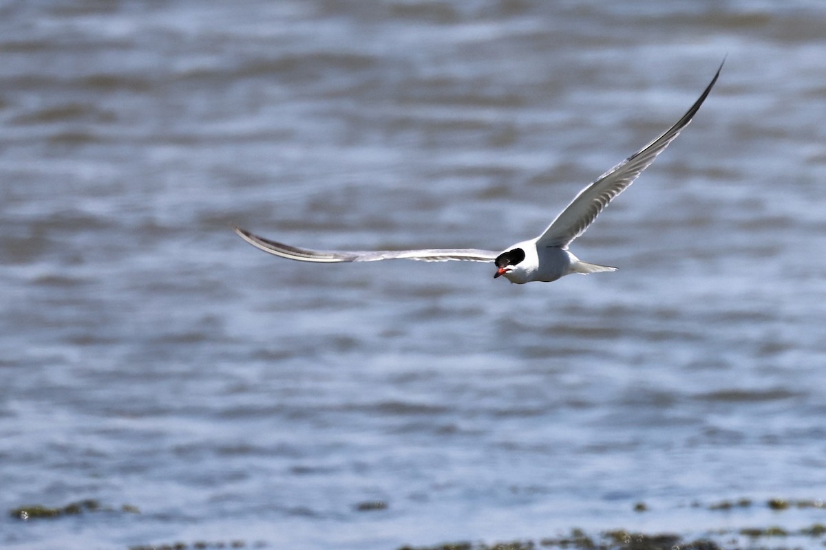 Common Tern - ML620437035