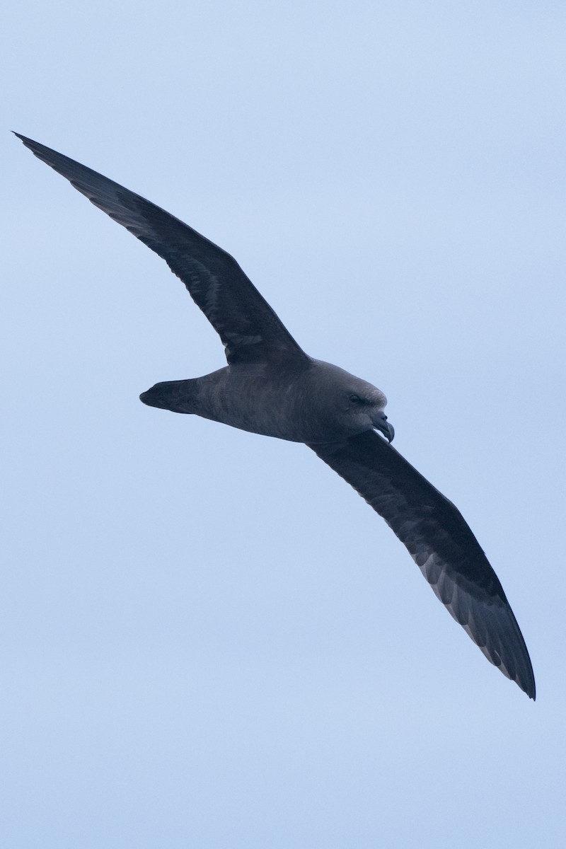 Great-winged Petrel - ML620437036