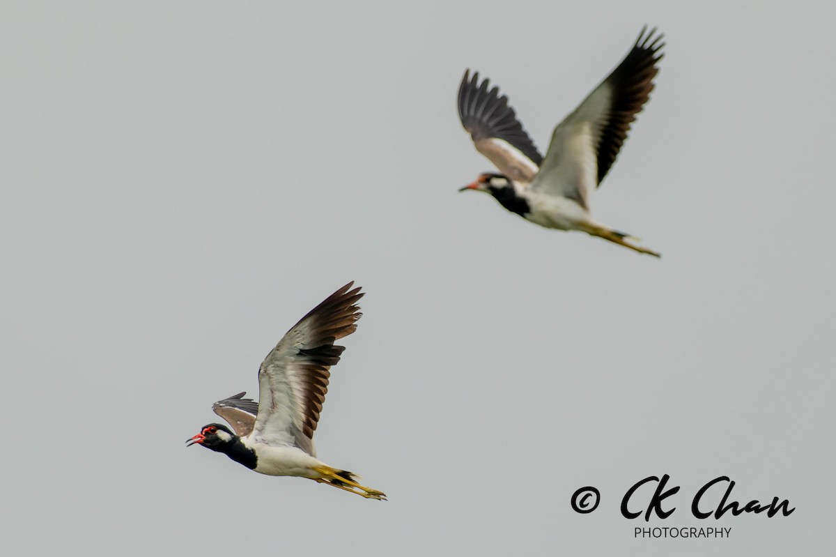 Red-wattled Lapwing - ML620437042