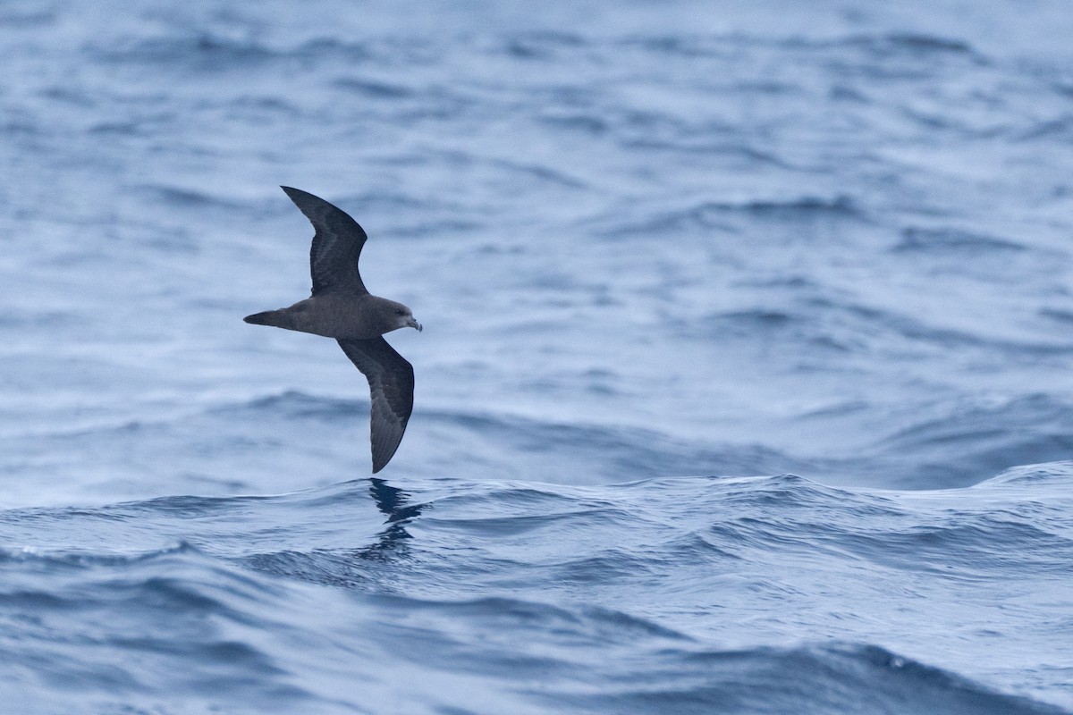 Gray-faced Petrel - ML620437043