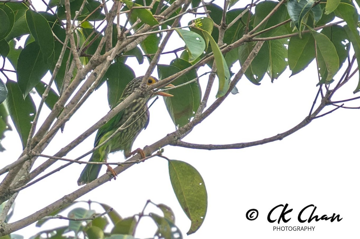 Lineated Barbet - ML620437044