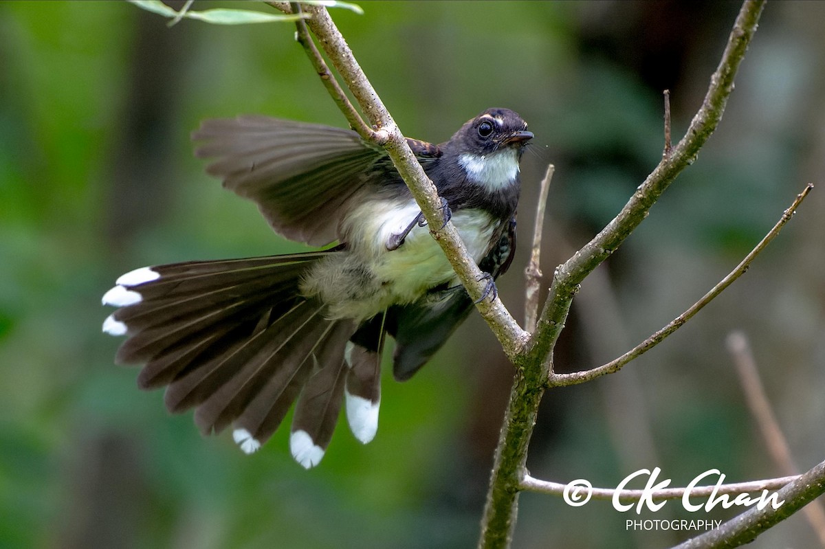 Malaysian Pied-Fantail - ML620437045