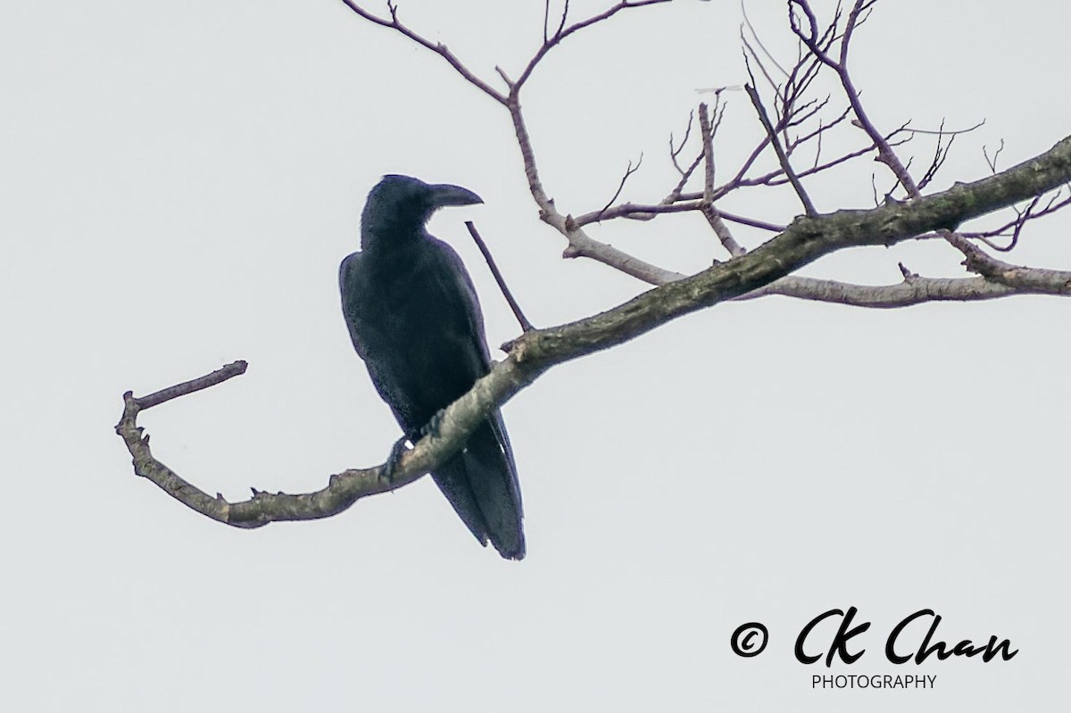 Large-billed Crow - ML620437046