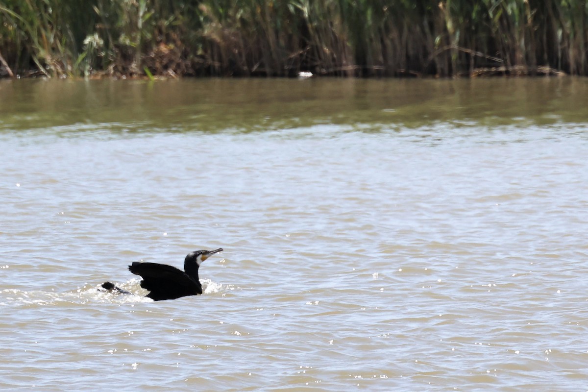 Great Cormorant - ML620437050