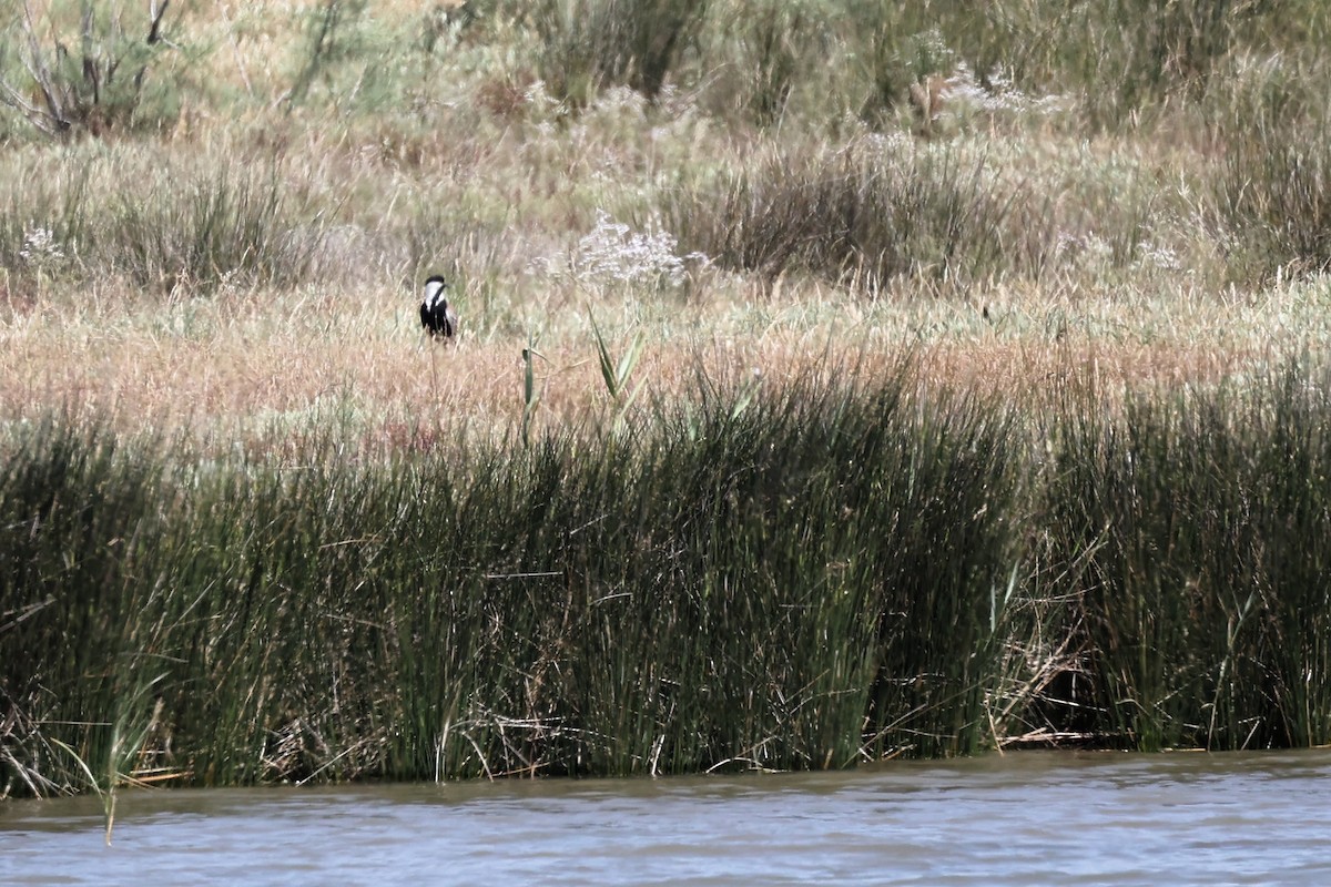 Spur-winged Lapwing - ML620437054