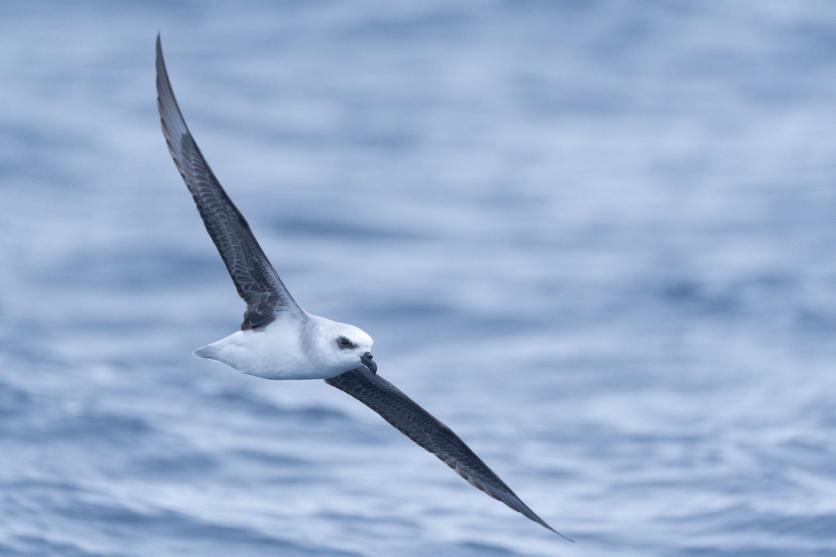 White-headed Petrel - ML620437055