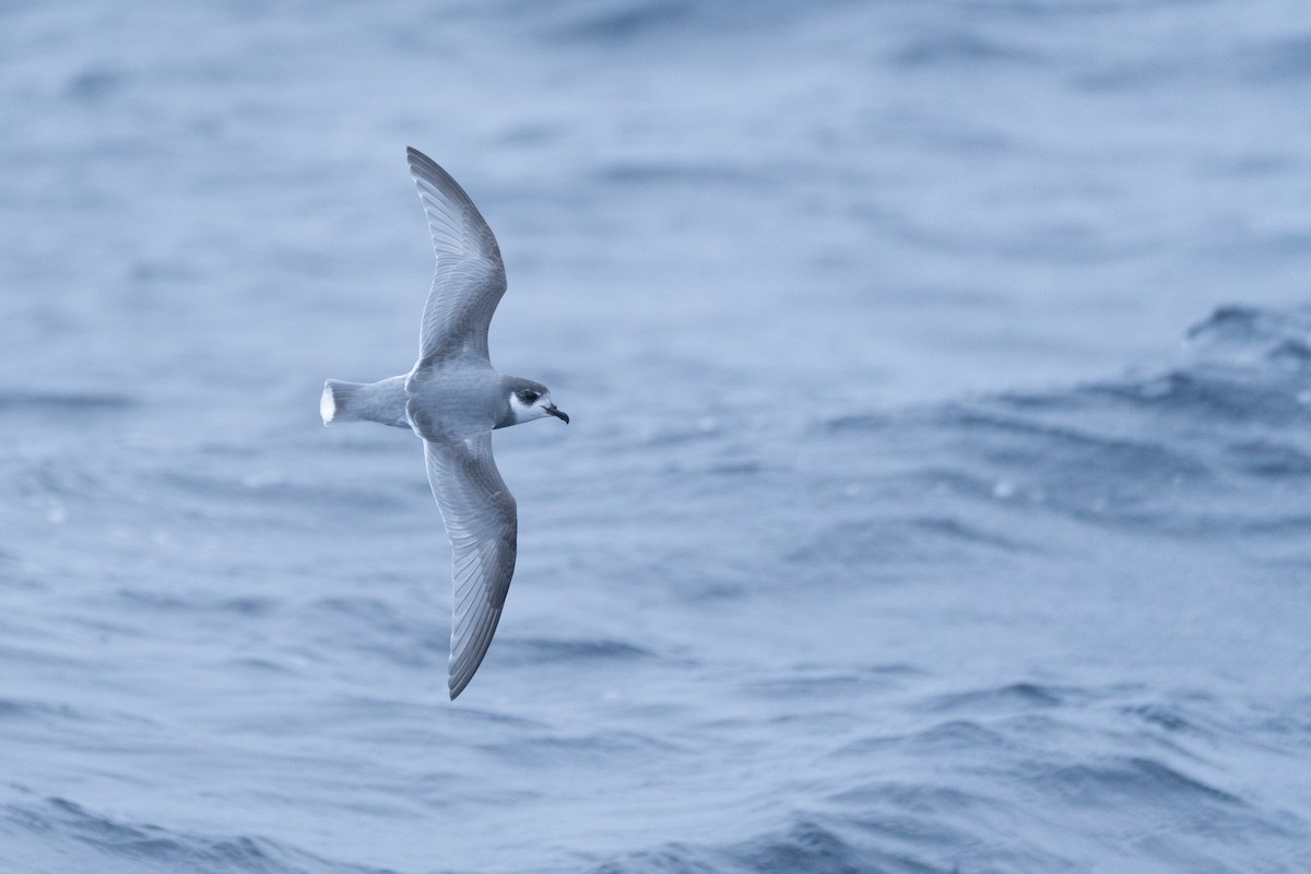 Blue Petrel - ML620437061