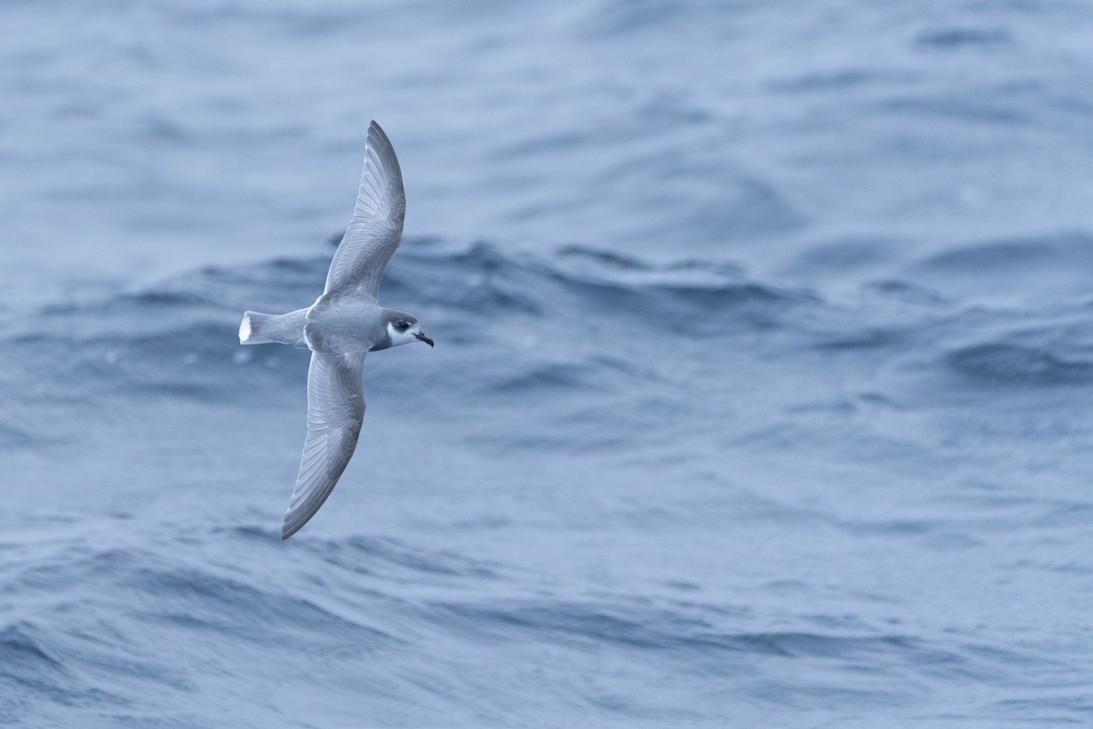 Blue Petrel - ML620437062