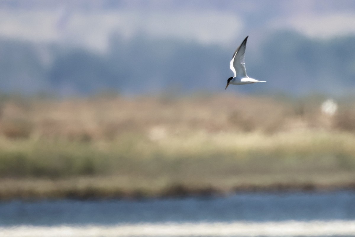 Little Tern - ML620437068