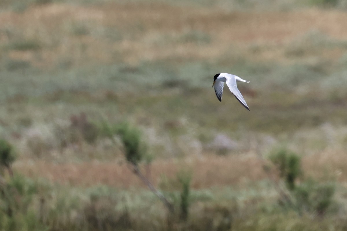 Little Tern - ML620437069