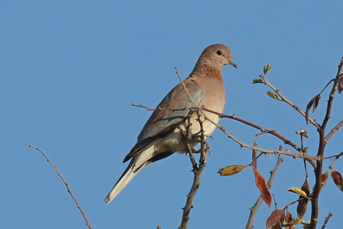 Laughing Dove - ML620437074