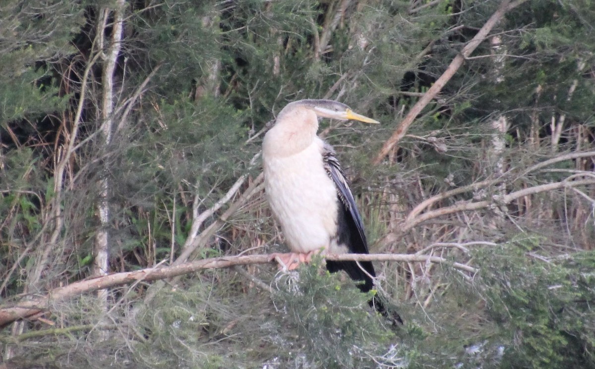 Australasian Darter - ML620437075