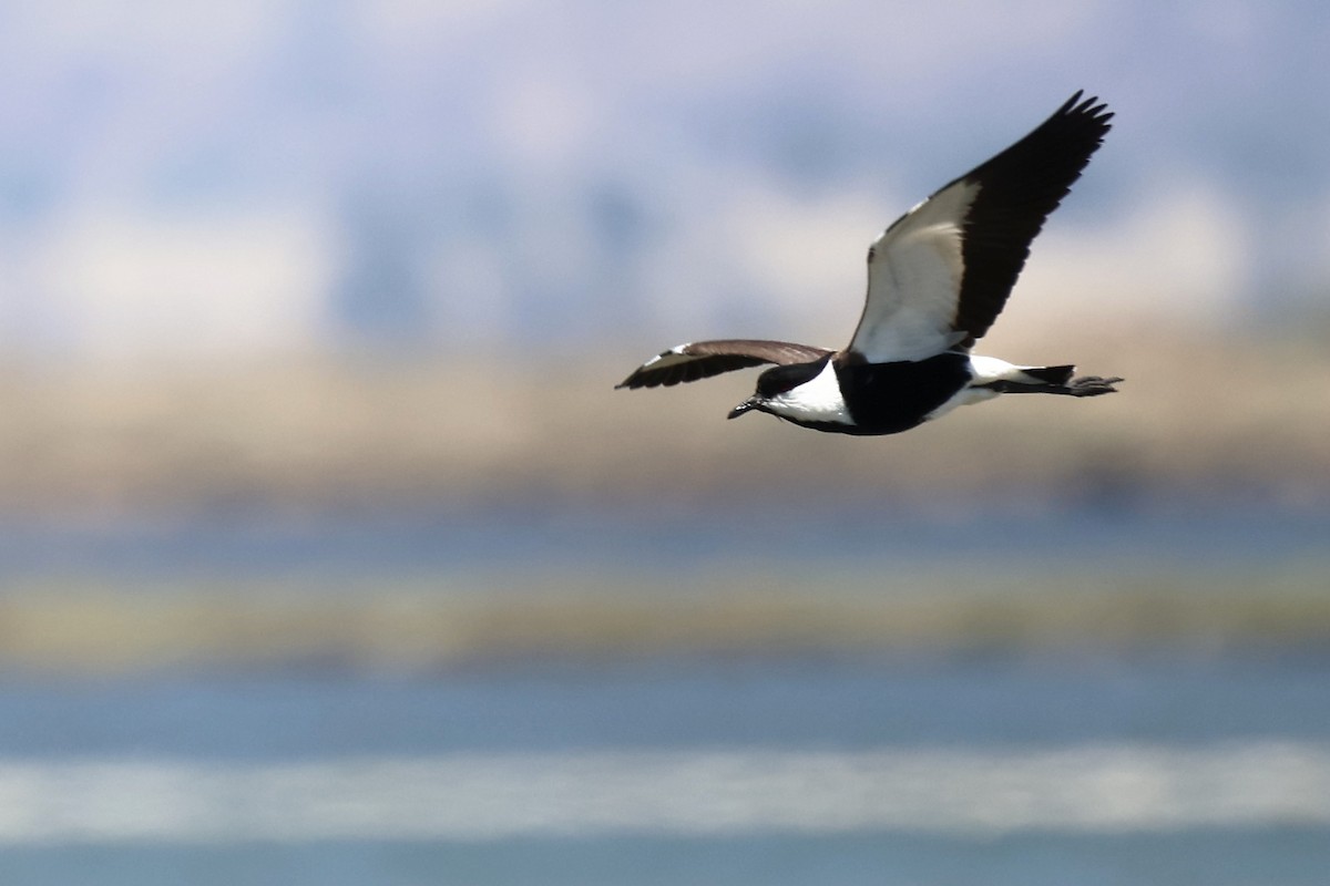 Spur-winged Lapwing - ML620437078