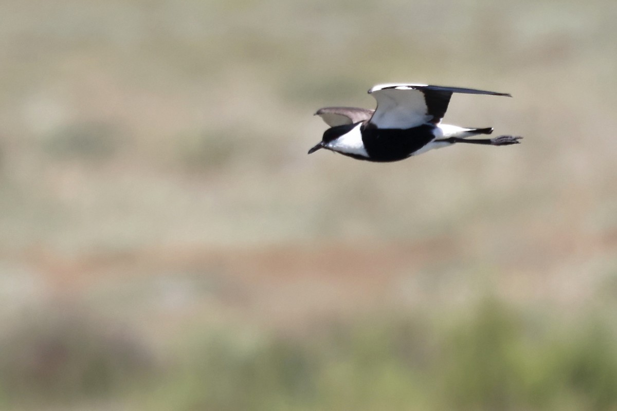 Spur-winged Lapwing - ML620437079
