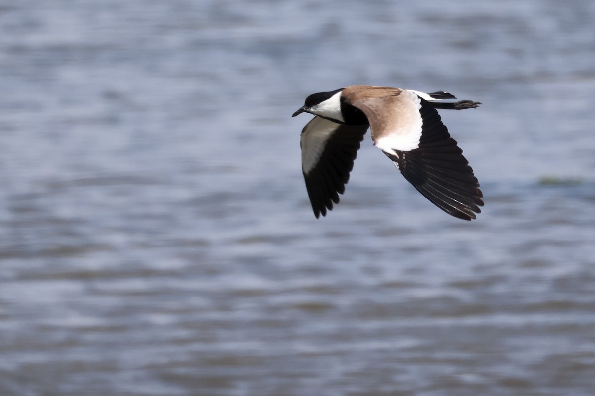 Spur-winged Lapwing - ML620437080