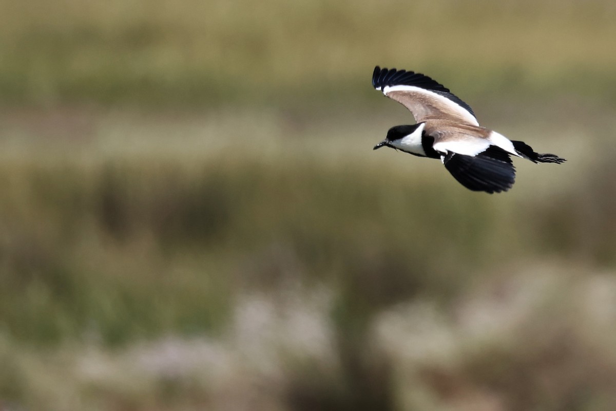 Spur-winged Lapwing - ML620437081