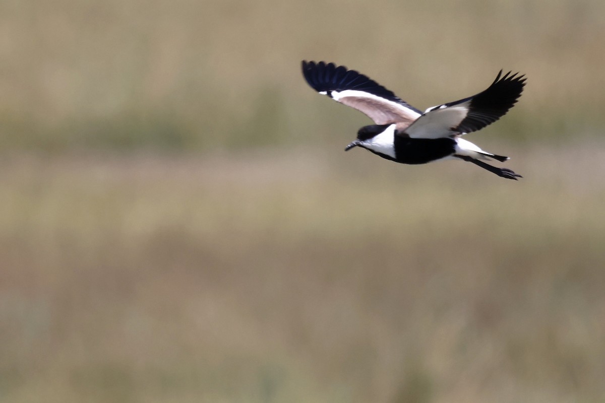 Spur-winged Lapwing - ML620437084