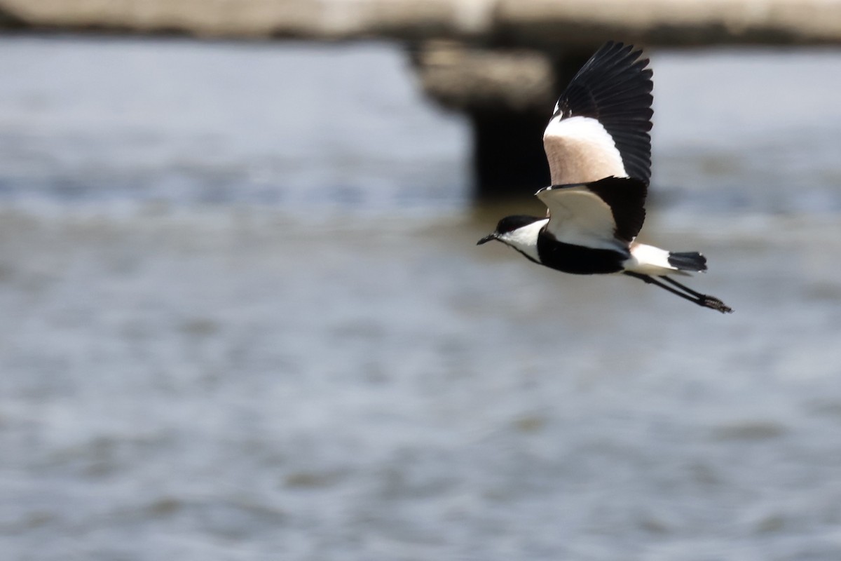 Spur-winged Lapwing - ML620437085