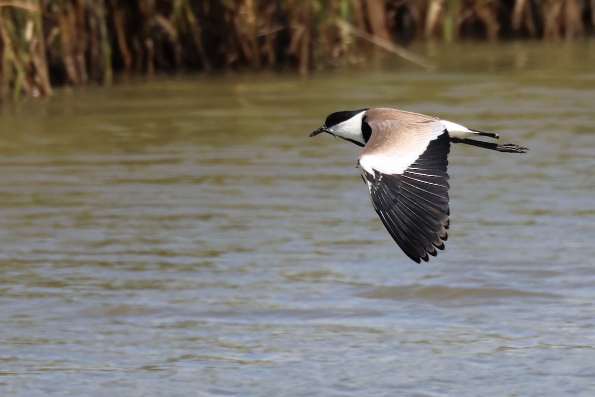 Spur-winged Lapwing - ML620437086